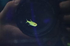 画像2: 【淡水魚】【通販】赤目金線テトラ sp コロンビア ワイルド【1匹 サンプル画像】(珍カラ)(生体)(熱帯魚)NKCK (2)