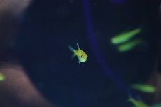 画像3: 【淡水魚】【通販】赤目金線テトラ sp コロンビア ワイルド【1匹 サンプル画像】(珍カラ)(生体)(熱帯魚)NKCK (3)