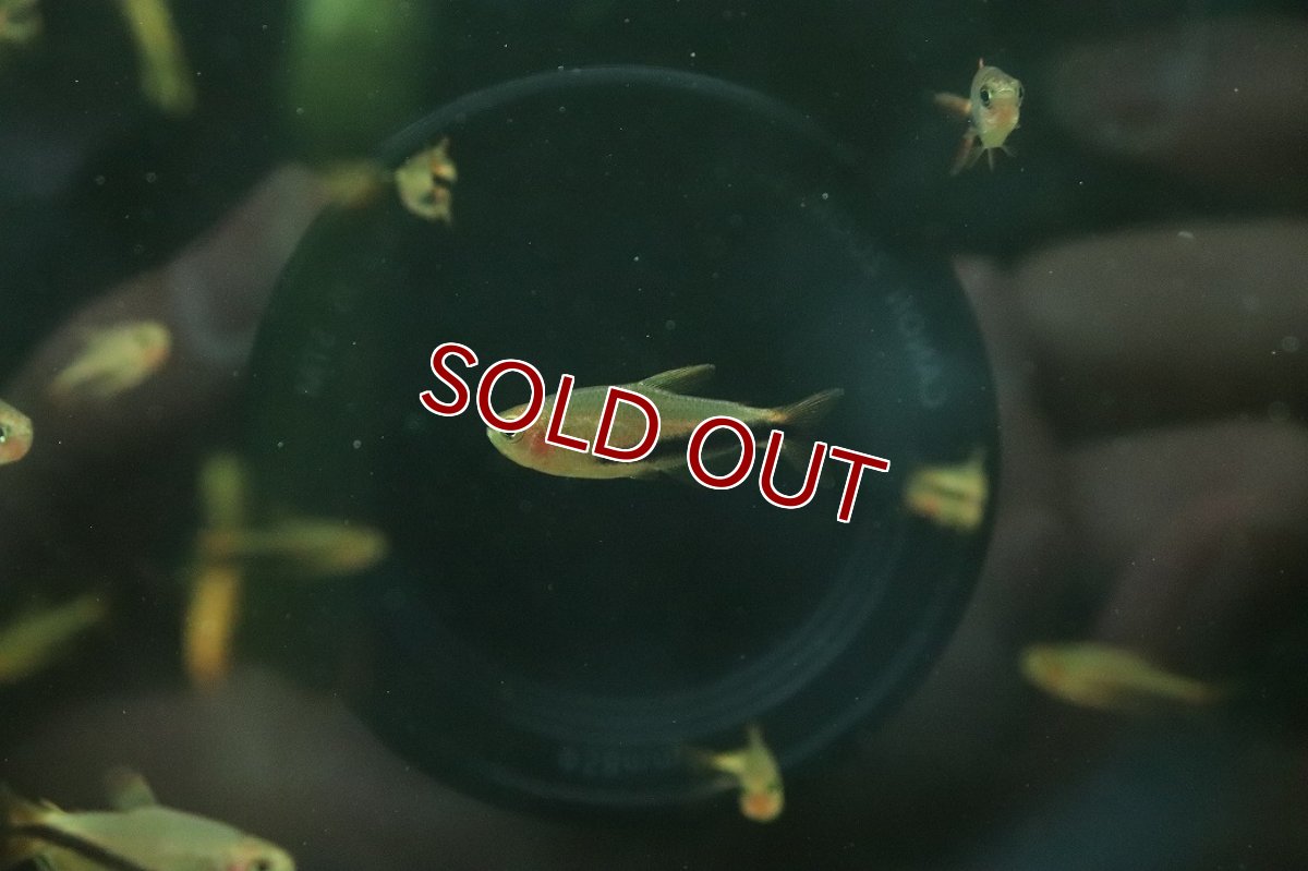 画像1: 【淡水魚】【通販】爆安 激レア オレンジデビルテトラ【１匹 サンプル画像】(珍カラ)(生体)(熱帯魚)NKCK (1)