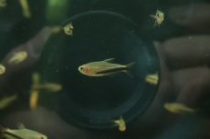 画像1: 【淡水魚】【通販】爆安 激レア オレンジデビルテトラ【１匹 サンプル画像】(珍カラ)(生体)(熱帯魚)NKCK (1)