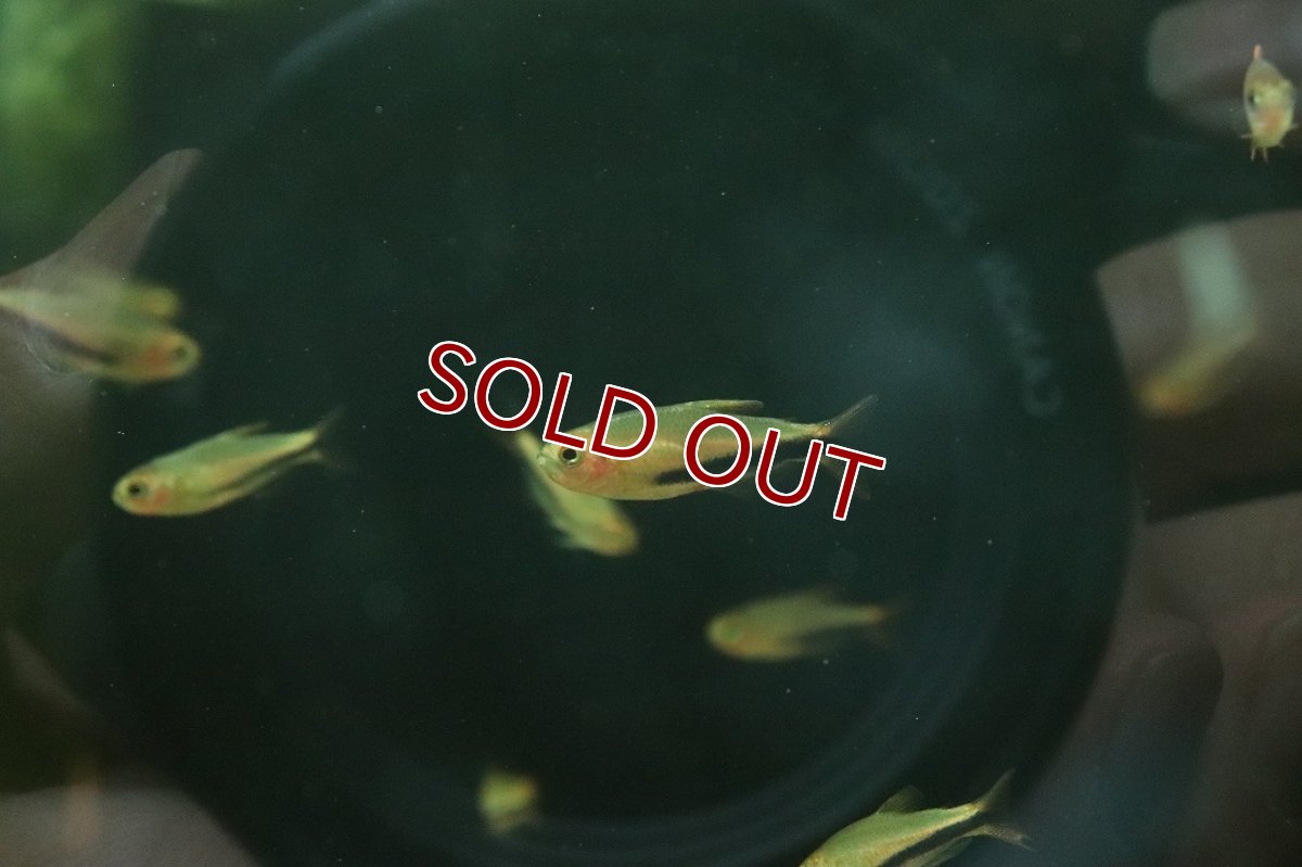 画像2: 【淡水魚】【通販】爆安 激レア オレンジデビルテトラ【１匹 サンプル画像】(珍カラ)(生体)(熱帯魚)NKCK (2)