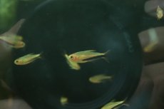 画像2: 【淡水魚】【通販】爆安 激レア オレンジデビルテトラ【１匹 サンプル画像】(珍カラ)(生体)(熱帯魚)NKCK (2)