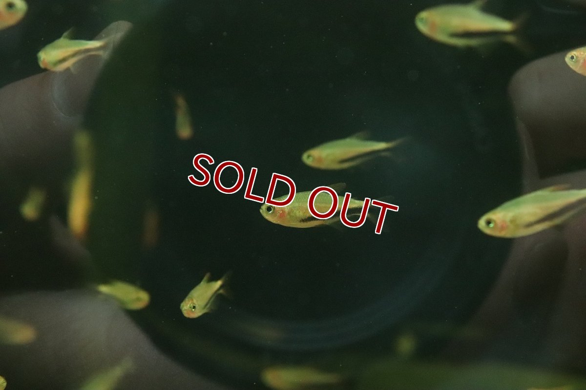 画像3: 【淡水魚】【通販】爆安 激レア オレンジデビルテトラ【１匹 サンプル画像】(珍カラ)(生体)(熱帯魚)NKCK (3)