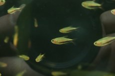 画像3: 【淡水魚】【通販】爆安 激レア オレンジデビルテトラ【１匹 サンプル画像】(珍カラ)(生体)(熱帯魚)NKCK (3)