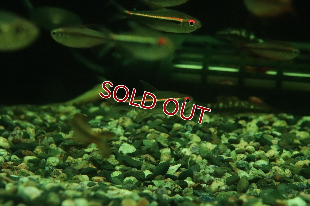 画像1: 【淡水魚】【通販】レア種 ハイフェソブリコン sp リオ マディラ ワイルド【１匹 サンプル画像】(珍カラ)(生体)(熱帯魚)NKCK (1)