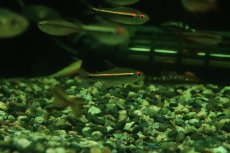 画像1: 【淡水魚】【通販】レア種 ハイフェソブリコン sp リオ マディラ ワイルド【１匹 サンプル画像】(珍カラ)(生体)(熱帯魚)NKCK (1)