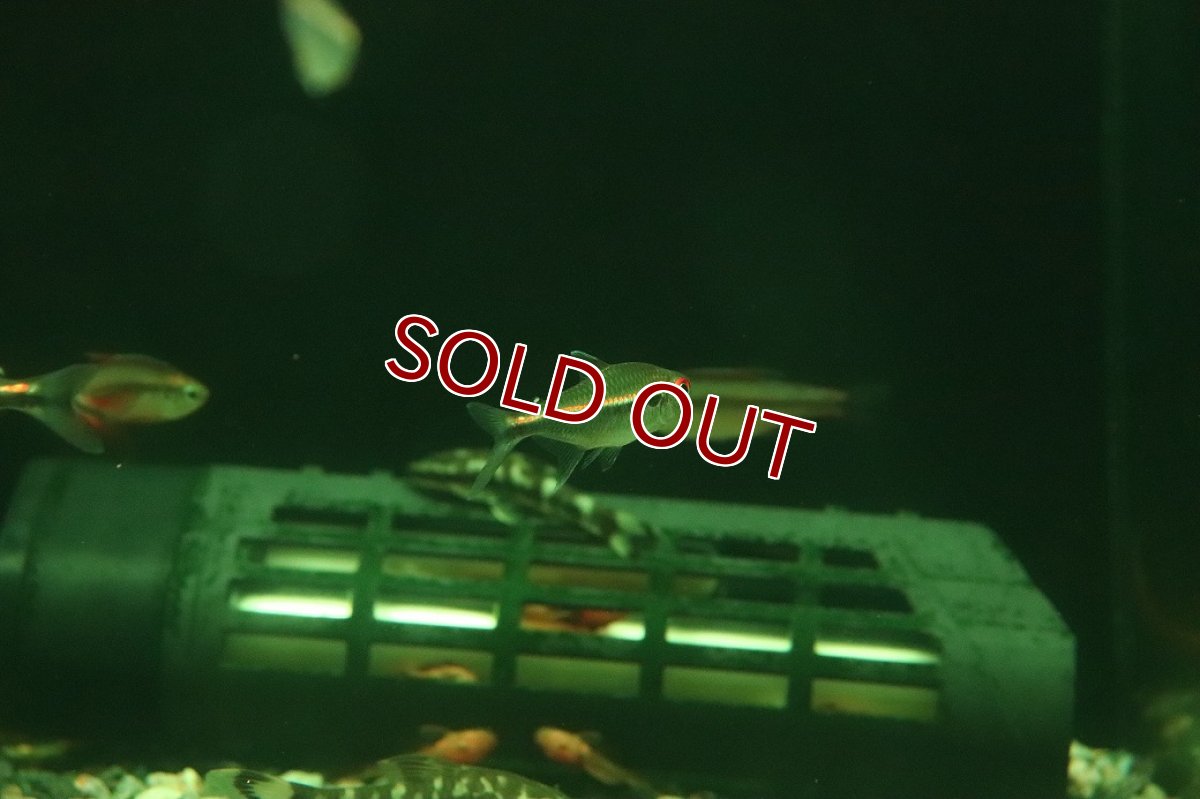 画像2: 【淡水魚】【通販】レア種 ハイフェソブリコン sp リオ マディラ ワイルド【１匹 サンプル画像】(珍カラ)(生体)(熱帯魚)NKCK (2)