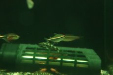 画像2: 【淡水魚】【通販】レア種 ハイフェソブリコン sp リオ マディラ ワイルド【１匹 サンプル画像】(珍カラ)(生体)(熱帯魚)NKCK (2)