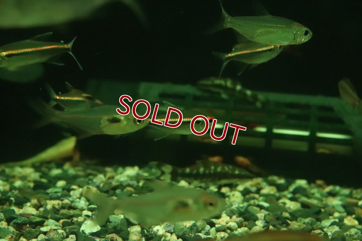画像3: 【淡水魚】【通販】レア種 ハイフェソブリコン sp リオ マディラ ワイルド【１匹 サンプル画像】(珍カラ)(生体)(熱帯魚)NKCK (3)