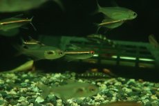 画像3: 【淡水魚】【通販】レア種 ハイフェソブリコン sp リオ マディラ ワイルド【１匹 サンプル画像】(珍カラ)(生体)(熱帯魚)NKCK (3)