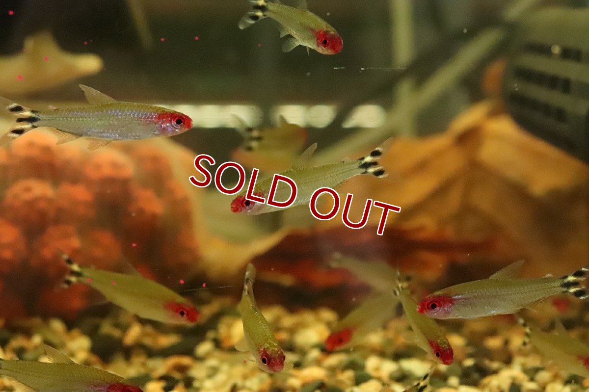 画像1: 【30%OFF対象商品30周年セール 淡水魚】【淡水魚】【通販】レア種 ブラジル便 ラミーノーズテトラ ネグロ産 ワイルド【3匹 サンプル画像】(珍カラ)(生体)(熱帯魚)NKCK (1)