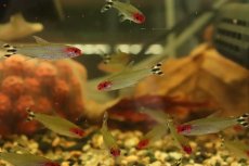 画像1: 【淡水魚】【通販】レア種 ブラジル便 ラミーノーズテトラ ネグロ産 ワイルド【3匹 サンプル画像】(珍カラ)(生体)(熱帯魚)NKCK (1)