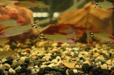 画像2: 【淡水魚】【通販】レア種 ブラジル便 ラミーノーズテトラ ネグロ産 ワイルド【3匹 サンプル画像】(珍カラ)(生体)(熱帯魚)NKCK (2)