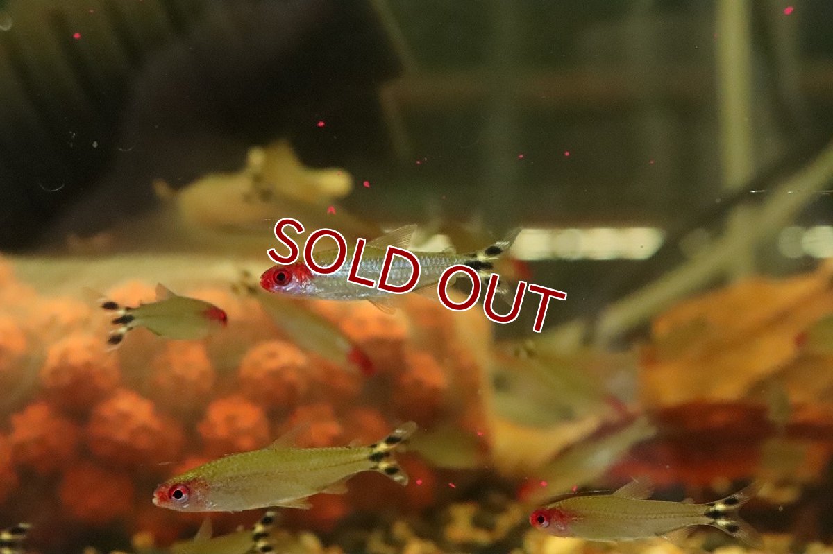 画像3: 【30%OFF対象商品30周年セール 淡水魚】【淡水魚】【通販】レア種 ブラジル便 ラミーノーズテトラ ネグロ産 ワイルド【3匹 サンプル画像】(珍カラ)(生体)(熱帯魚)NKCK (3)