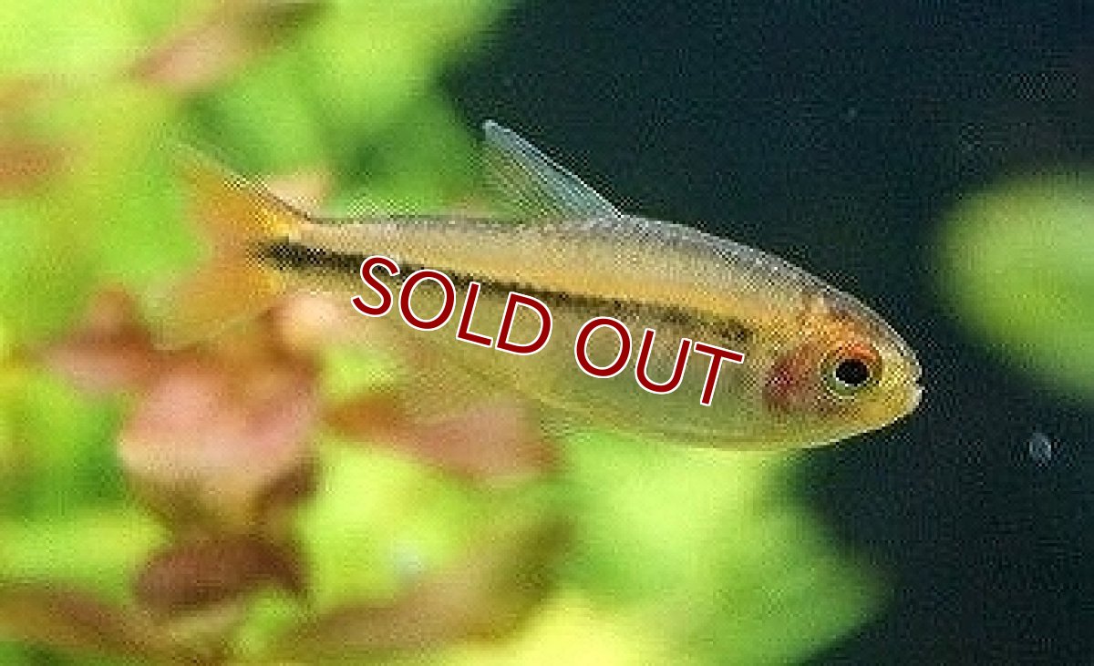 画像1: 【淡水魚】【通販】更に爆安 ハイフェソブリコン ミルメックス【5匹 サンプル画像】（生体）(珍カラ)（熱帯魚）NKCK (1)
