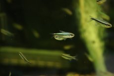 画像1: 【淡水魚】【通販】爆安 ブルーアイグリーンラインデビルテトラ【1匹 サンプル画像】(珍カラ)（生体）（熱帯魚）NKCK (1)