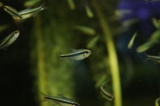 画像2: 【淡水魚】【通販】爆安 ブルーアイグリーンラインデビルテトラ【1匹 サンプル画像】(珍カラ)（生体）（熱帯魚）NKCK (2)