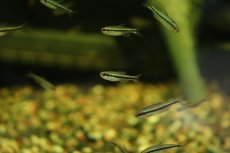 画像1: 【淡水魚】【通販】更に爆安 ブルーアイグリーンラインデビルテトラ【5匹 サンプル画像】(珍カラ)（生体）（熱帯魚）NKCK (1)