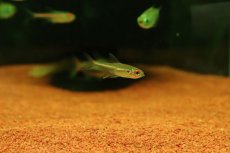 画像1: 【淡水魚】【通販】激レア パープルレッドラインテトラ スリナム クーセウェイネリバー産 ワイルド【1匹 サンプル画像珍カラ（生体）（熱帯魚）NKCK (1)