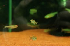 画像2: 【淡水魚】【通販】激レア パープルレッドラインテトラ スリナム クーセウェイネリバー産 ワイルド【1匹 サンプル画像珍カラ（生体）（熱帯魚）NKCK (2)