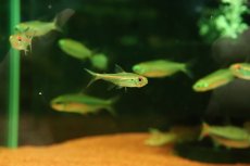 画像3: 【淡水魚】【通販】激レア パープルレッドラインテトラ スリナム クーセウェイネリバー産 ワイルド【1匹 サンプル画像珍カラ（生体）（熱帯魚）NKCK (3)