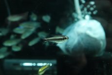 画像1: 【淡水魚】【通販】モンクホーシャ ファエノタ ワイルド【1匹 サンプル画像】(珍カラ)(生体)(熱帯魚)NKP (1)