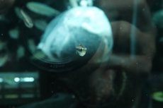 画像2: 【淡水魚】【通販】モンクホーシャ ファエノタ ワイルド【1匹 サンプル画像】(珍カラ)(生体)(熱帯魚)NKP (2)