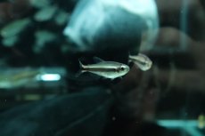 画像3: 【淡水魚】【通販】モンクホーシャ ファエノタ ワイルド【1匹 サンプル画像】(珍カラ)(生体)(熱帯魚)NKP (3)