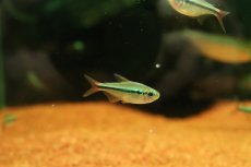 画像1: 【淡水魚】【通販】レア種 ブルージュエルコギャルテトラ(モンクホーシャ ミスティックブルー)【1匹 サンプル画像】(珍カラ(生体)(熱帯魚)NKCR (1)