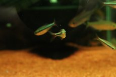 画像3: 【淡水魚】【通販】レア種 ブルージュエルコギャルテトラ(モンクホーシャ ミスティックブルー)【1匹 サンプル画像】(珍カラ(生体)(熱帯魚)NKCR (3)