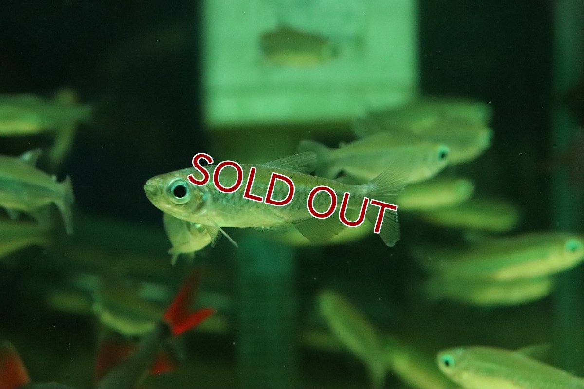 画像1: 【淡水魚】【通販】特価 コンゴテトラ ワイルド【1匹 サンプル画像】(珍カラ)(生体)(熱帯魚)NK (1)