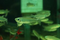 画像1: 【淡水魚】【通販】特価 コンゴテトラ ワイルド【1匹 サンプル画像】(珍カラ)(生体)(熱帯魚)NK (1)