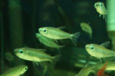 画像2: 【淡水魚】【通販】特価 コンゴテトラ ワイルド【1匹 サンプル画像】(珍カラ)(生体)(熱帯魚)NK (2)