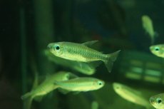 画像3: 【淡水魚】【通販】特価 コンゴテトラ ワイルド【1匹 サンプル画像】(珍カラ)(生体)(熱帯魚)NK (3)