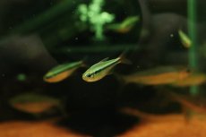 画像2: 【淡水魚】【通販】爆安 レア種 ブルージュエルコギャルテトラ(モンクホーシャ ミスティックブルー)【5匹 サンプル画像】(生体)(熱帯魚)NKCR (2)