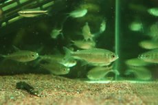 画像1: 【淡水魚】【通販】レア種 スノームーンコギャルテトラ【1匹 サンプル画像】(珍カラ)(生体)(熱帯魚)NKCR (1)