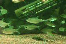 画像2: 【淡水魚】【通販】レア種 スノームーンコギャルテトラ【1匹 サンプル画像】(珍カラ)(生体)(熱帯魚)NKCR (2)