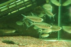 画像3: 【淡水魚】【通販】レア種 スノームーンコギャルテトラ【1匹 サンプル画像】(珍カラ)(生体)(熱帯魚)NKCR (3)