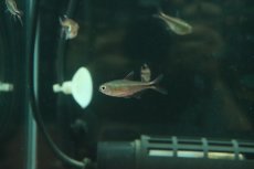 画像1: 【淡水魚】【通販】モンクホーシャ sp オーロラ【1匹 サンプル画像】(珍カラ)(生体)(熱帯魚)NKCK (1)