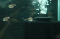 画像2: 【淡水魚】【通販】モンクホーシャ sp オーロラ【1匹 サンプル画像】(珍カラ)(生体)(熱帯魚)NKCK (2)