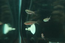 画像3: 【淡水魚】【通販】モンクホーシャ sp オーロラ【1匹 サンプル画像】(珍カラ)(生体)(熱帯魚)NKCK (3)