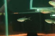 画像1: 【淡水魚】【通販】マジックテールテトラ【1匹 サンプル画像】(珍カラ)(生体)(熱帯魚)NKCK (1)