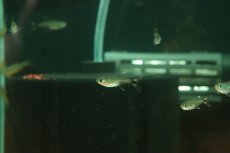 画像2: 【淡水魚】【通販】マジックテールテトラ【1匹 サンプル画像】(珍カラ)(生体)(熱帯魚)NKCK (2)