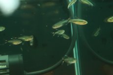 画像3: 【淡水魚】【通販】マジックテールテトラ【1匹 サンプル画像】(珍カラ)(生体)(熱帯魚)NKCK (3)