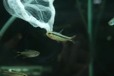 画像1: 【淡水魚】【通販】ファイヤーテールミントデビルテトラ【1匹 サンプル画像】(珍カラ)(生体)(熱帯魚)NKCK (1)