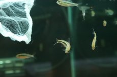 画像2: 【淡水魚】【通販】ファイヤーテールミントデビルテトラ【1匹 サンプル画像】(珍カラ)(生体)(熱帯魚)NKCK (2)