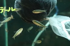 画像3: 【淡水魚】【通販】ファイヤーテールミントデビルテトラ【1匹 サンプル画像】(珍カラ)(生体)(熱帯魚)NKCK (3)