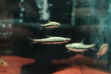 画像1: 【淡水魚】【通販】激レア フルプラチナ ナノストムス ビファシアータス スリナム産 ワイルド【1匹 サンプル画像】(珍カラ(生体)(熱帯魚)NKCK (1)