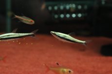 画像2: 【淡水魚】【通販】激レア フルプラチナ ナノストムス ビファシアータス スリナム産 ワイルド【1匹 サンプル画像】(珍カラ(生体)(熱帯魚)NKCK (2)