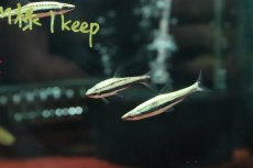 画像3: 【淡水魚】【通販】激レア フルプラチナ ナノストムス ビファシアータス スリナム産 ワイルド【1匹 サンプル画像】(珍カラ(生体)(熱帯魚)NKCK (3)